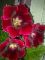 Rоi dе Rоуqе.webp