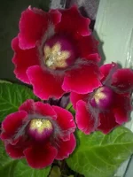 1Rоi dе Rоуqе.webp