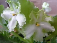 -Белые Наливы 006.webp