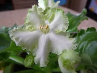 -Белые наливы 007.webp