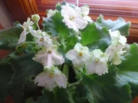 -Белые Наливы 127.webp