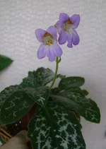 DSC03074.webp