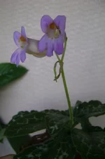 DSC03075.webp