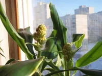 P2173474.webp
