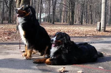 Bumer_Poul_2.webp