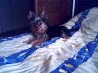 IMG0375A.webp
