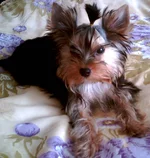 IMG0351A.jpg