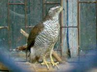 05042008338.webp