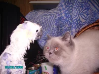 PICT2110 кошка.webp