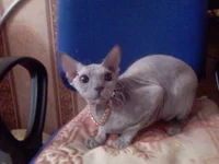 PIC-0092.webp