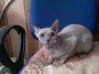 PIC-0093.webp