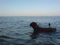  409.webp
