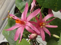 P.tulea 2.webp