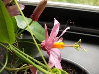 P.tulea profile.webp