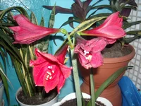 DSCN2726.webp