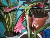 DSCN2737.webp