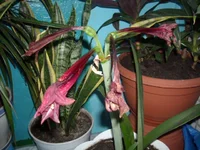 DSCN2744.JPG