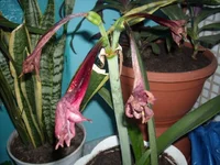 DSCN2745.webp