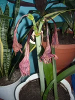 DSCN2749.webp