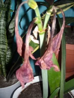 DSCN2752.webp