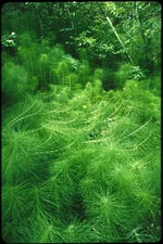 Velvia_0036.webp
