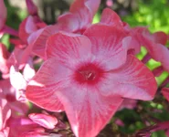 .webp
