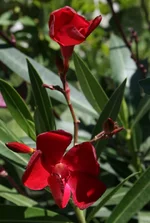 cад 31 001.webp