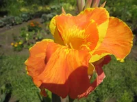 .webp
