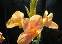 .webp