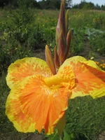 .webp