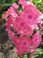  Гаганова.webp