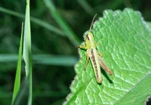 _однолапый инвалид.webp