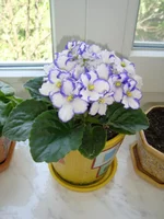 DSC02567-1.webp