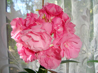 DSC03033-1.jpg