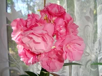 DSC03033-1.webp