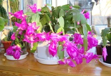 z_8f54612e.webp