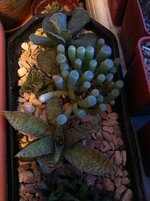 IMG_0542.jpg