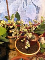 IMG_0555.jpg