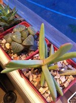 IMG_0561.jpg
