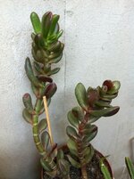 IMG_0580.jpg