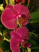 IMG_0255.webp
