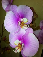 IMG_0485.webp