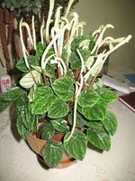 IMG_3741.webp
