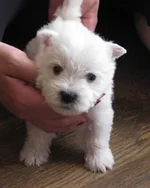 1й мальчик.webp