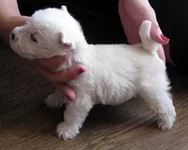 1й мальчик3.webp