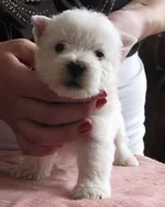 2й мальчик 2.webp