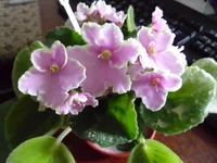 SAM_1716.webp
