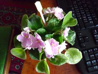 SAM_1717.webp