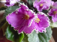 SAM_1718.webp