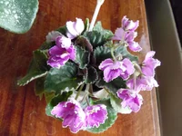 SAM_1719.webp